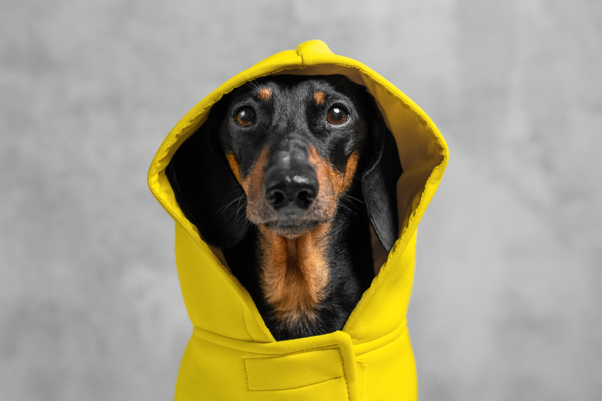 Koira jolla on keltainen takki.