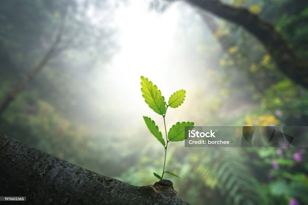 istockphoto-1911602365-2048x2048.jpg