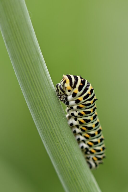 jggrz-caterpillar-8175147.jpg