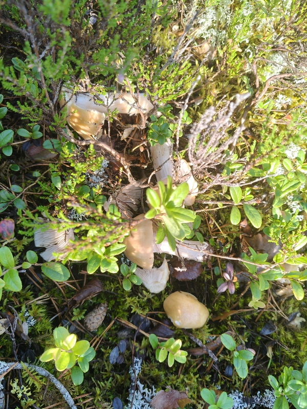 IMG20260819102305.jpg