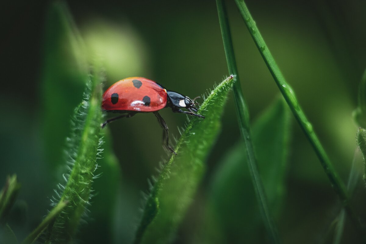 gjataervin-ladybug-7284337.jpg