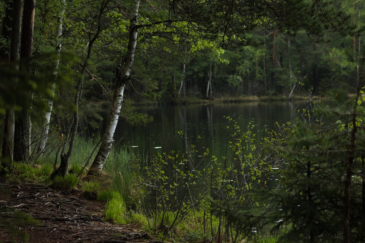 forest-g7b30b8393_1280.jpg