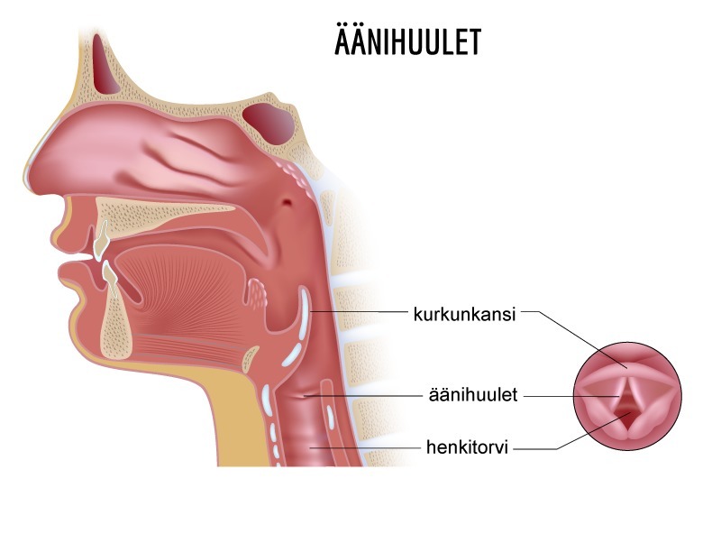 äänihuulet.jpg