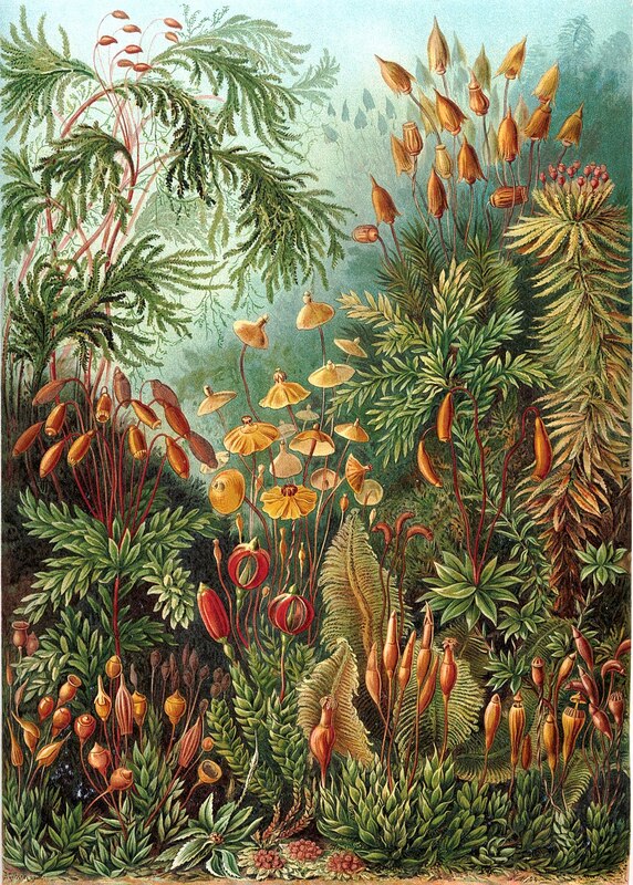 Haeckel_Muscinae.jpg