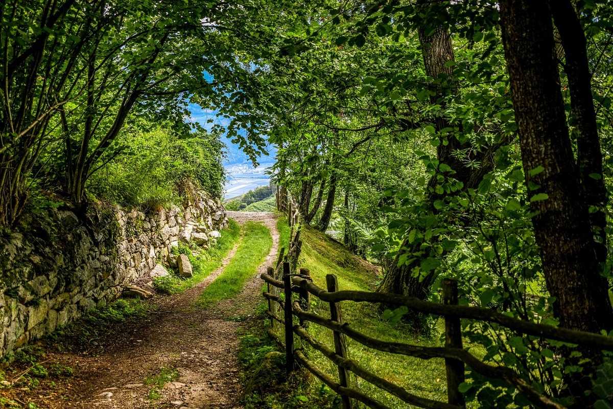 forest-path-4697056_1280.jpg