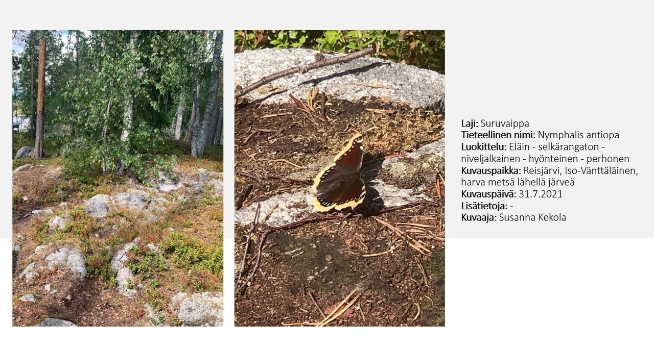 Esimerkki eliökokoelmaan.jpg