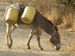 un burro