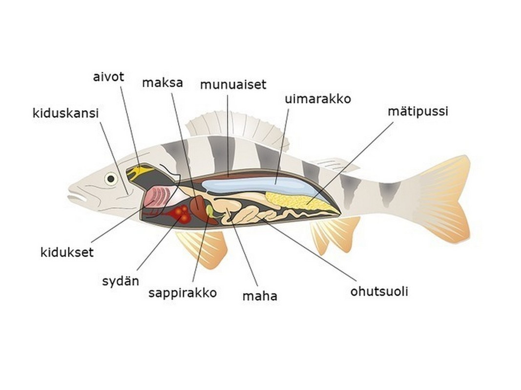 Kalan sisärakenne. Kala hengittää kidusten avulla. Sydämessä on yksi eteinen ja yksi kammio. Ruuansulatuskanavan osia ovat maha ja ohutsuoli. Naaraskalalla on mätipussi. Uimarakon avulla kala säätelee uintisyvyyttään.