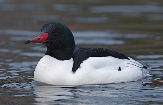 Isokoskelo.