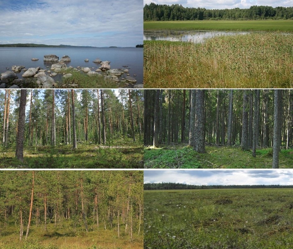 Erilaisia ekosysteemejä: Karu ja rehevä järvi, kuiva ja tuore kangasmetsä, räme ja neva.