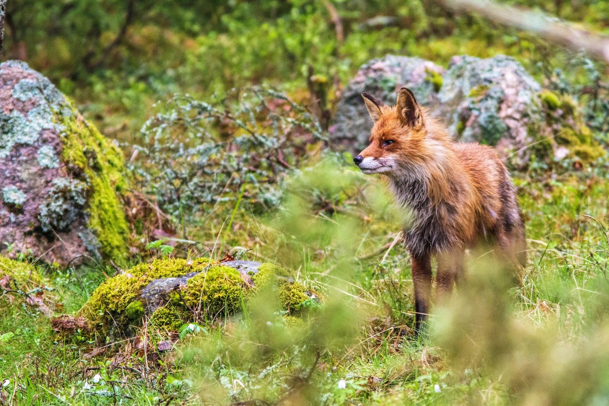 Ekosysteemiin kuuluu alueen eloton ja elollinen luonto. Ekosysteemit luokitellaan yleensä kasvillisuuden mukaan. Kettu viihtyy on metsien laji, mutta niitä elää myös soiden ja järvien laitamilla sekä jopa tuntureilla.