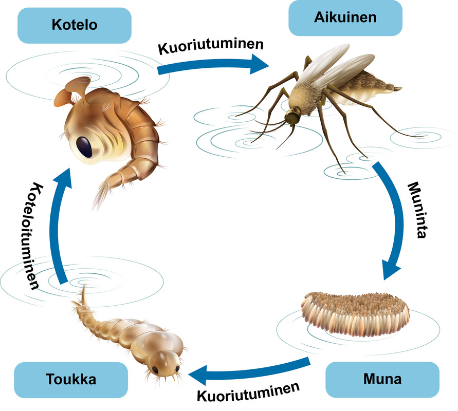 Hyttysen muodonvaihdos
