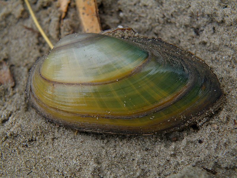 Anodonta_anatina.jpg