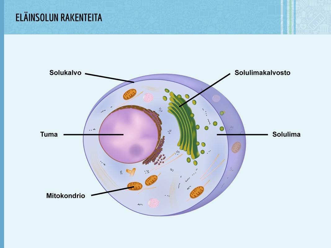 2. Opettele: eläinsolun osat