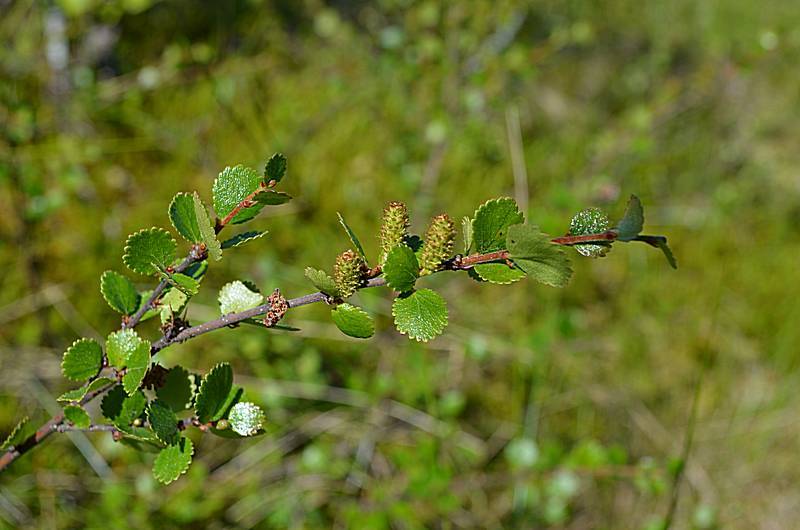 Vaivaiskoivu.jpg