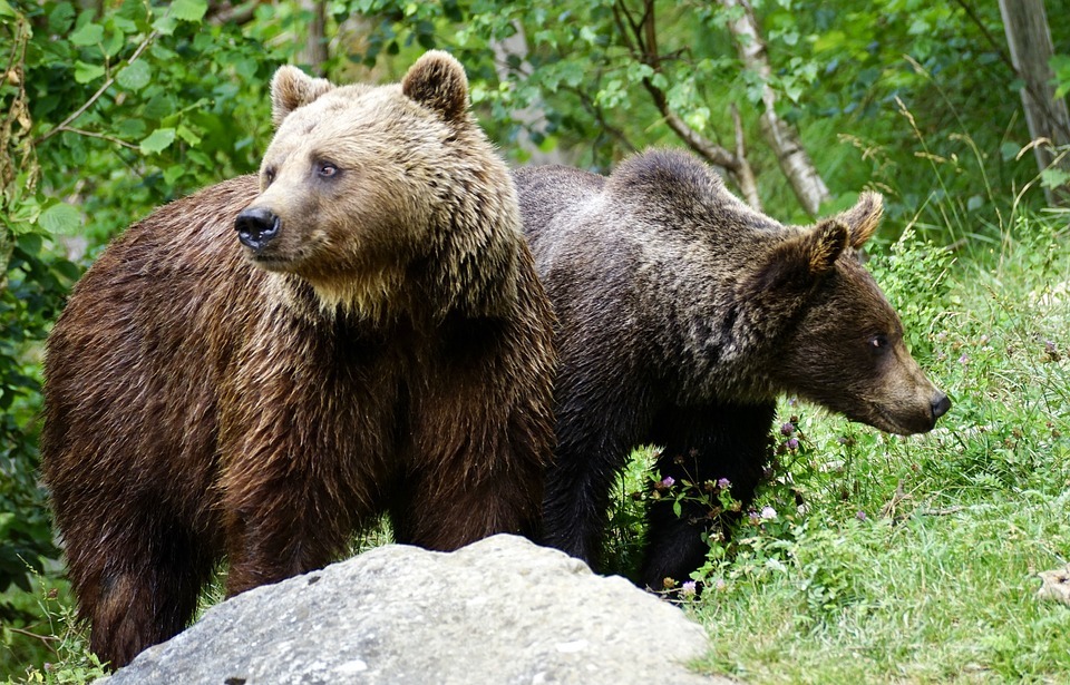 karhut.jpg