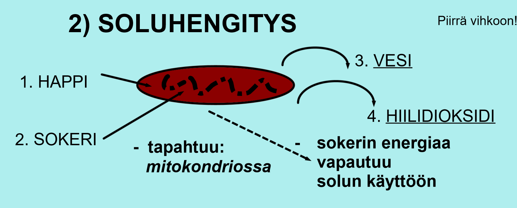 fotosynteesi-ja-soluhengitys