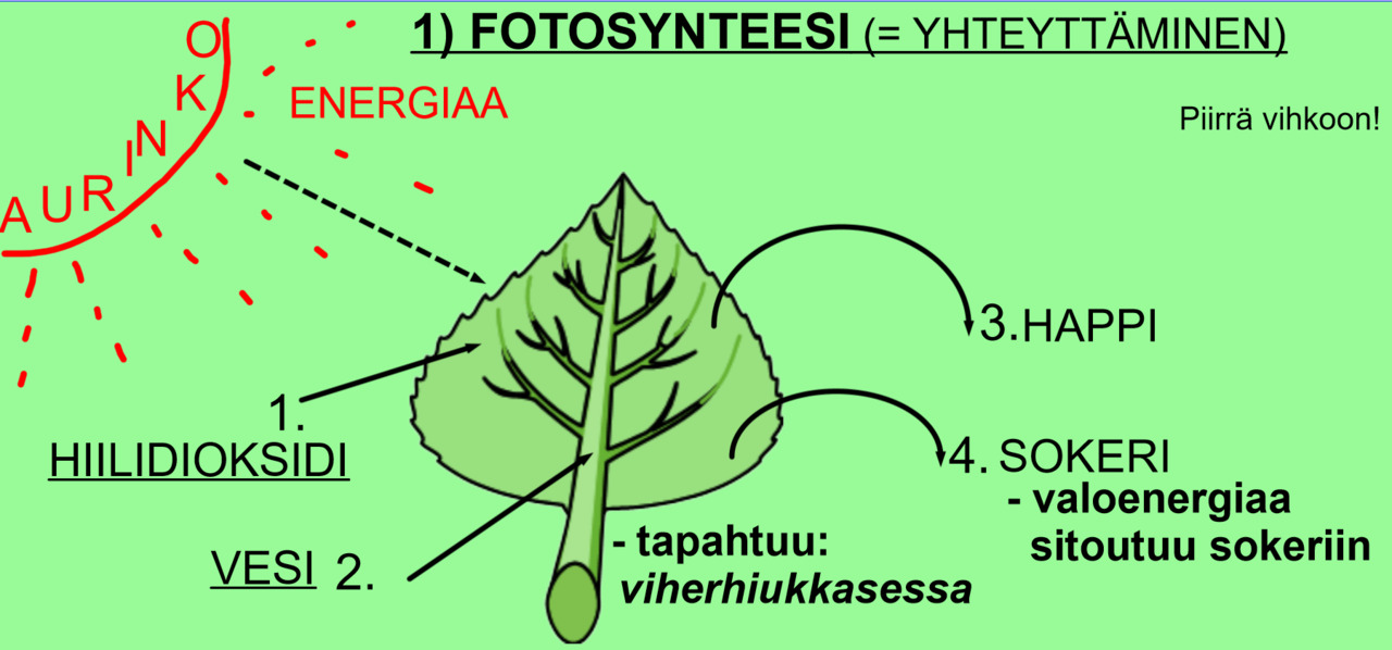 FOTOSYNTEESI JA SOLUHENGITYS fotosynteesi-ja-soluhengitys