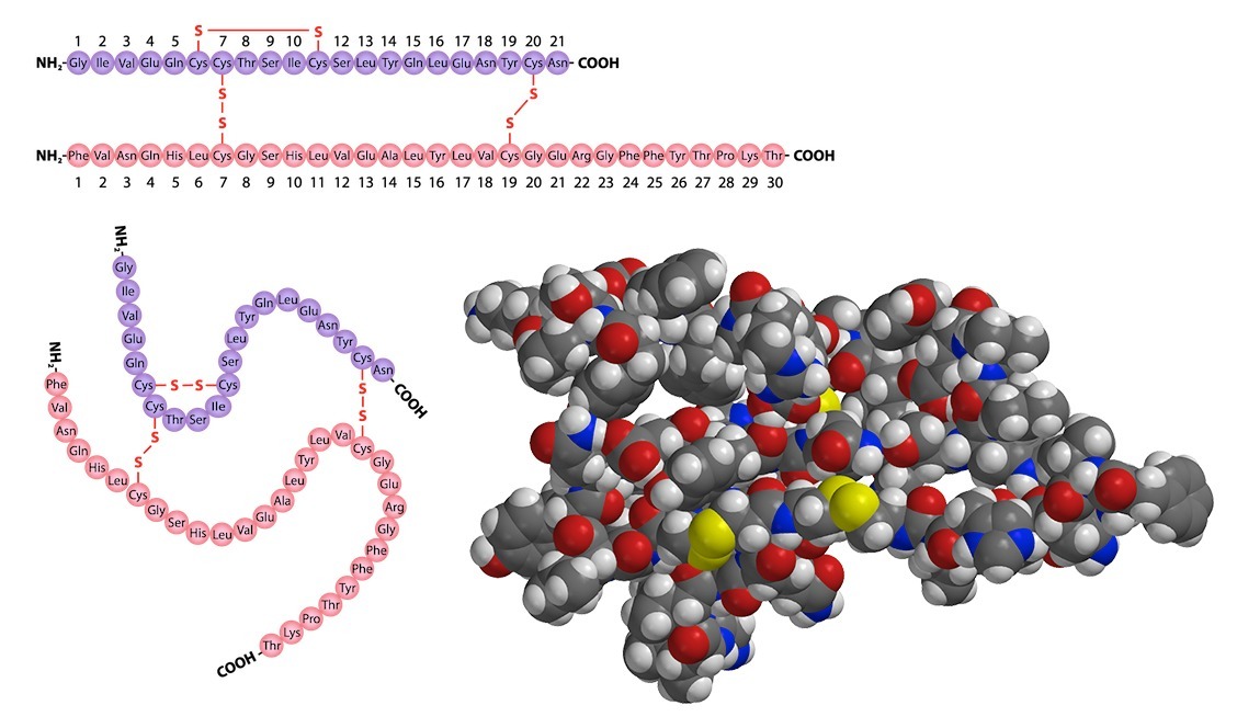 insuliiniproteiinin rakenne