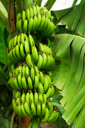 Banaani on Ecuadorin tärkeimpiä vientituotteita. ge7_banaani_shutterstock_116902648.jpg