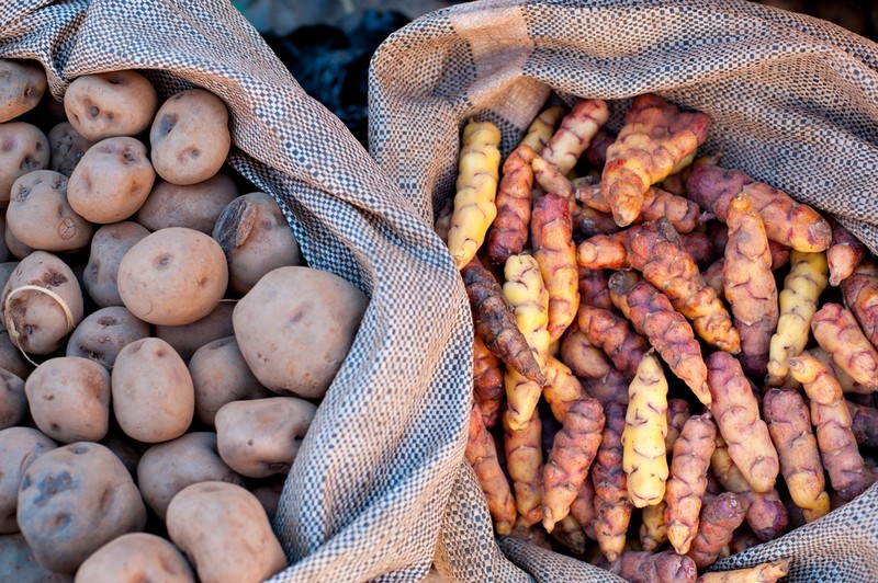 Peruna on kotoisin Perusta. ge_7_shutterstock_84968839_peda.jpg