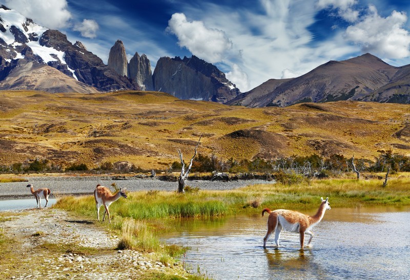 ge_7_chile_vuoristokasvillisuus_shutterstock_100659397_peda.jpg