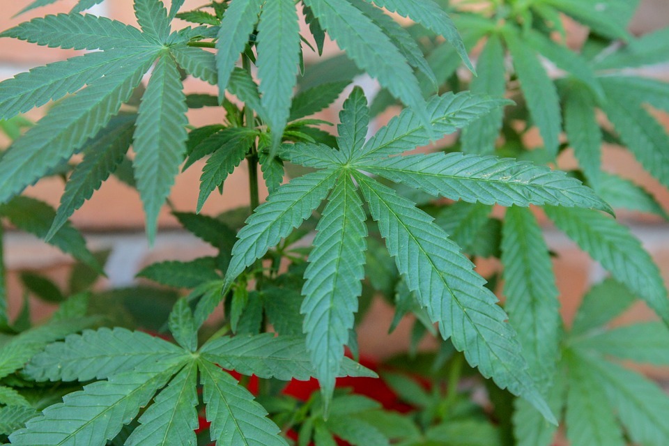 marijuana-3447609_960_720.jpg