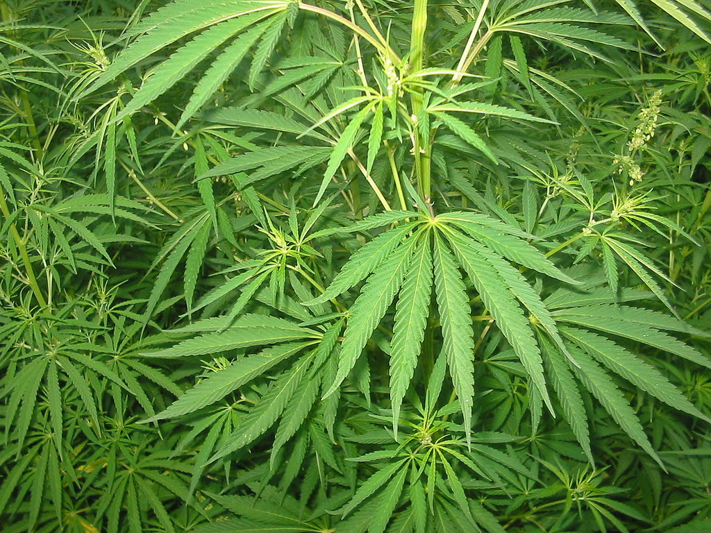 kannabis.jpg