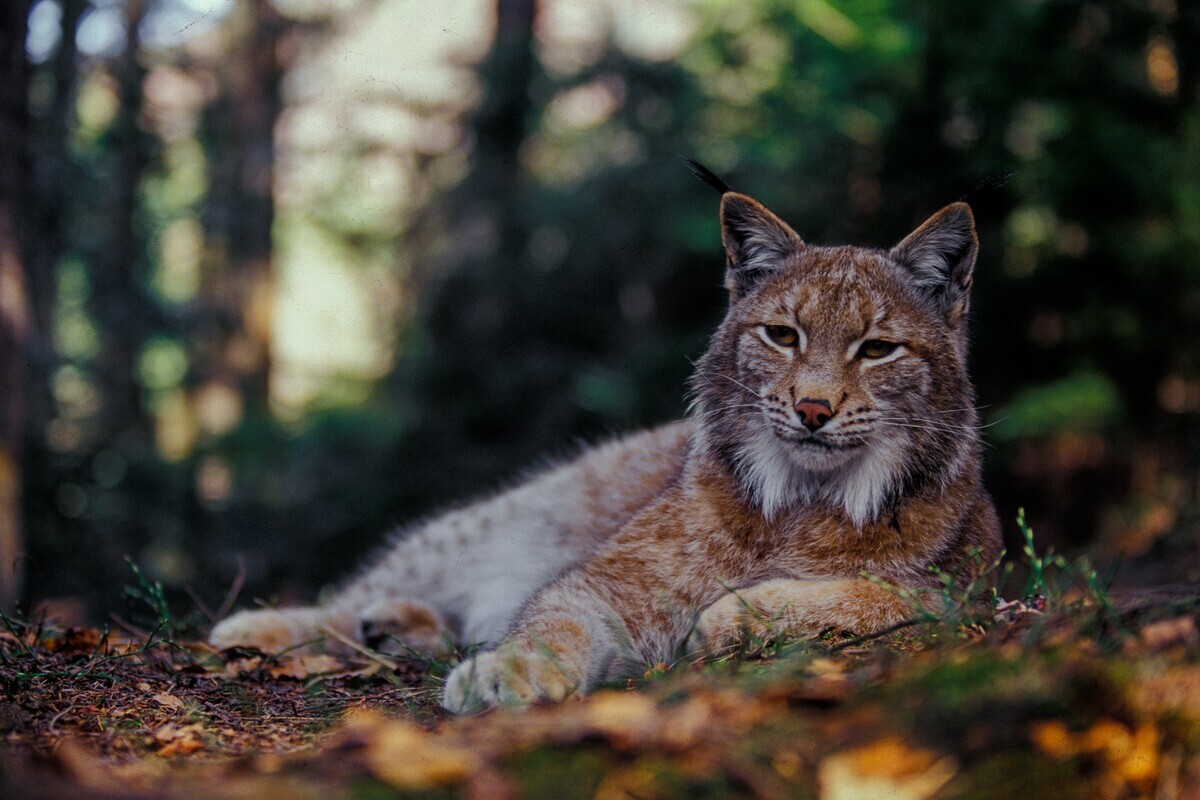 Ilves