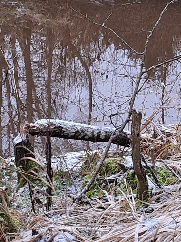 Majavan jyrsimä puu