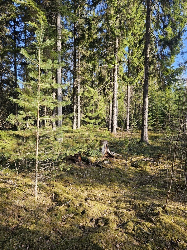 Suomen kaunista metsää