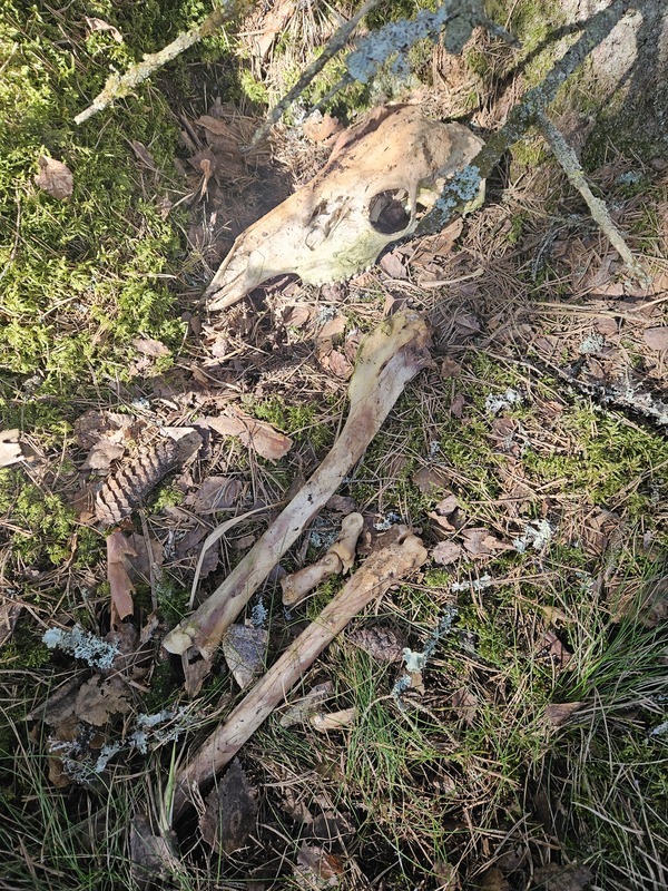 Peuran luita ja pääkallo