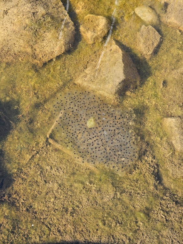 Sammakonkutua ojassa