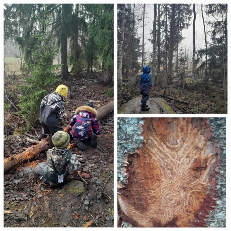 20241111_132942.jpg Metsäretki