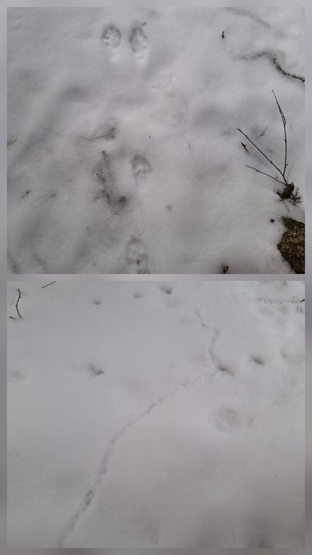 Eläinten jälkiä