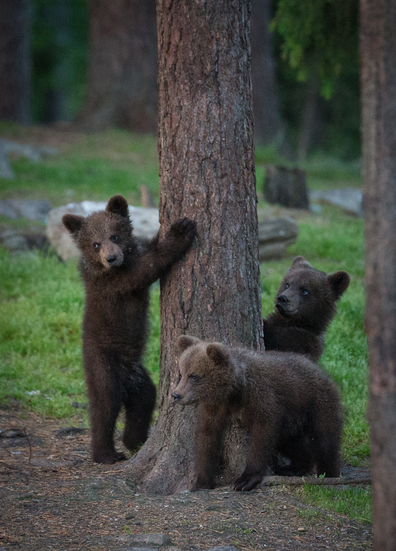 Karhunpentuja metsässä