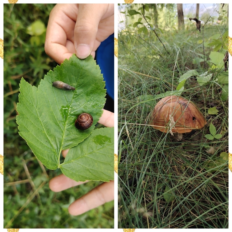 kotiloita ja sieni