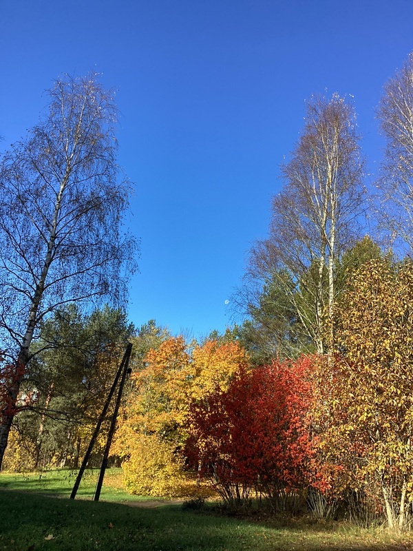 Syksyisiä puita