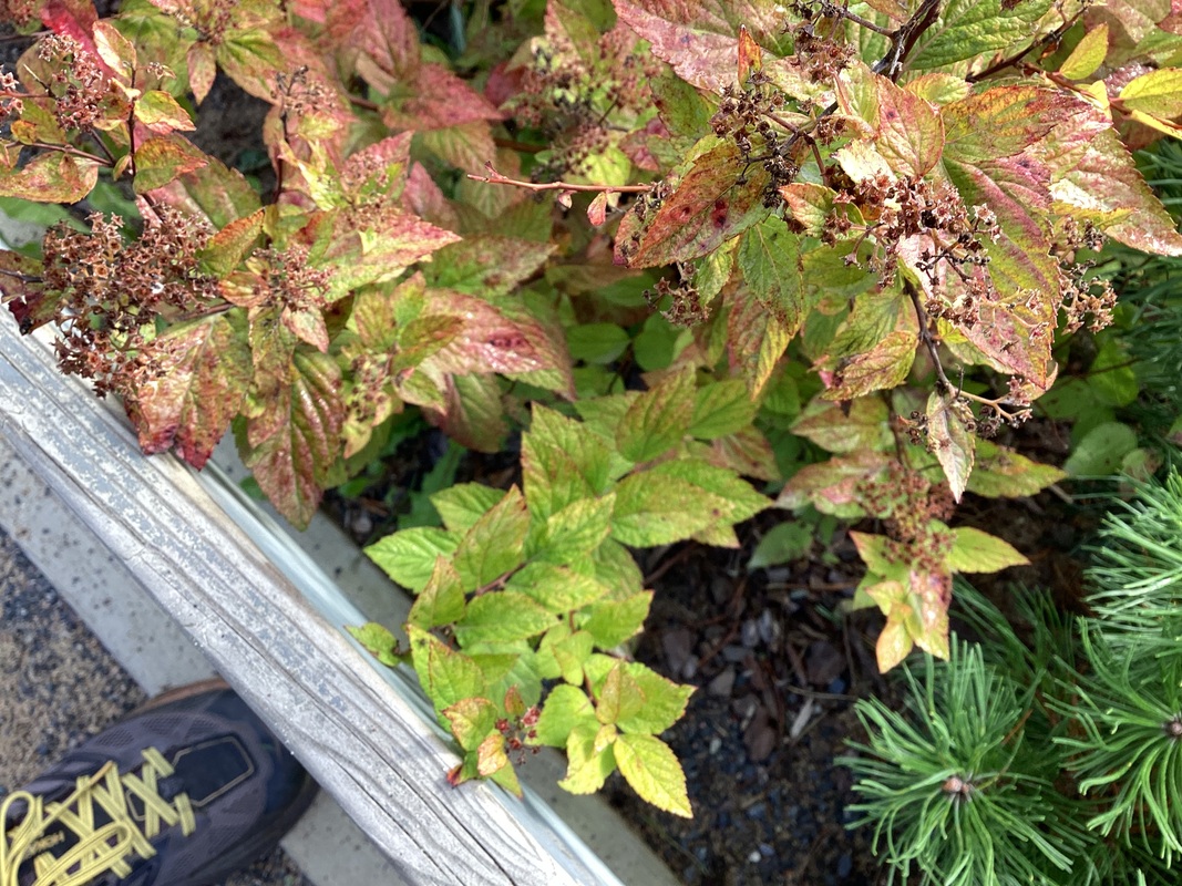 IMG_2079.jpeg