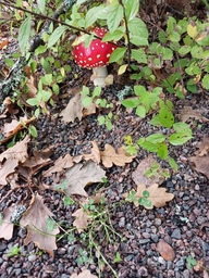 Kärpässieni löydetty. Askartelussa käytimme kuvaa mallina, miltä kärpässieni näyttää.