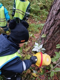 Kerätyt tammenterhot vielä oravalle pesään.