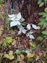 Hieno oravanpesä valmistui.