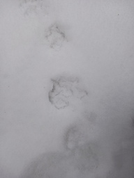 Jälleen koiran jälki