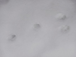 Toinen löytämämme jälki,pupun jälki
