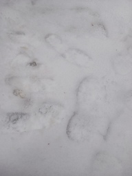 Metsästä löytyi ihmisen jälki