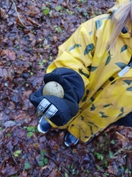 Löytösaalis metsästä Fasaanin muna. Tietenkin jätettiin sinne mistä löydettiinkin🙂