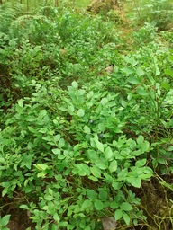 Löytyi mustikoita metsästä.