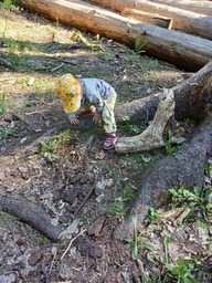 Välillä oli haastetta kävellä metsässä, mutta hyvin se sujui kannoista ja juurista huolimatta.