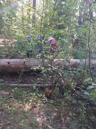 Metsässä oli kiva taiteilla puiden päällä.