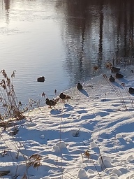 Sorsia joen rannassa